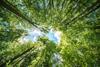 Trees, green, forestry, timber