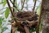Nest, nature