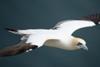 The RSPB's auto-enrolment experience