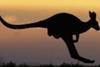Kangaroo (Getty)
