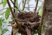 Nest, nature