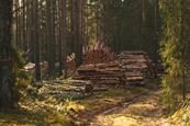 Biodiversity, logging, nature, forestry