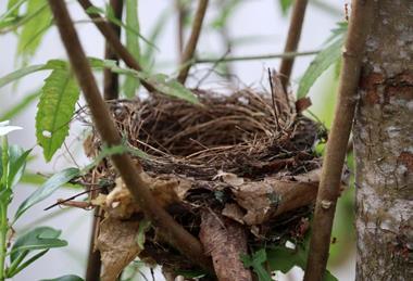 Nest, nature