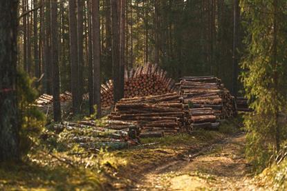 Biodiversity, logging, nature, forestry