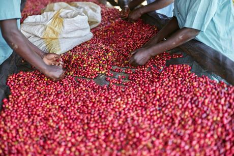 Coffee workers, Rwanda