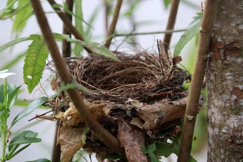 Nest