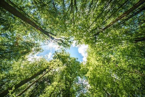 Trees, green, forestry, timber