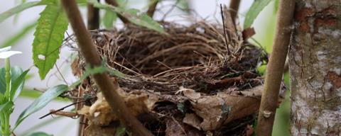 Nest, nature